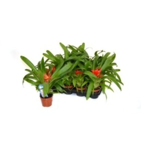 GUZMANIA  M 9 Blitz