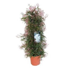 JASMINUM POLYANTHUM M17- 70cm. PIRAMIDE