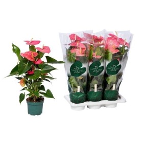 ANTHURIUM  M17 MAINE rosa