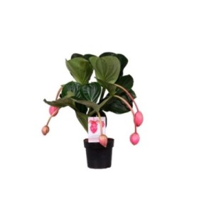 MEDINILLA MAGNIFICA FLAMENCO M17-55cm. 4 flors