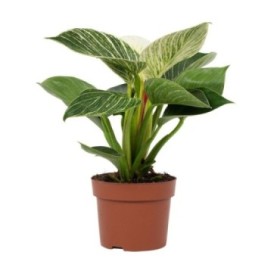 PHILODENDRON  M12 BIRKIN