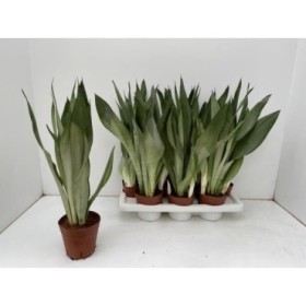 SANSEVIERIA M14- 50cm. MOONSHINE