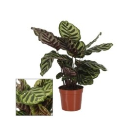 CALATHEA  M14  MAKOYANA