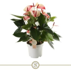 ANTHURIUM  M17 MYSTIQUE