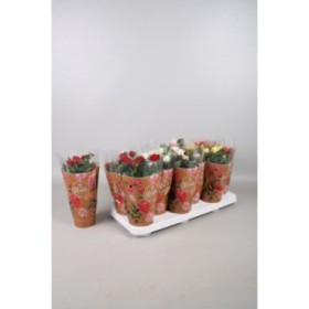 ROSER   MINI  M11 Favorite roses