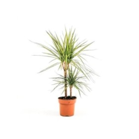 DRACAENA MARG. BICOLOR SUNRAY 30.15 M17 H70