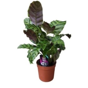 CALATHEA  M12  GREENSTAR