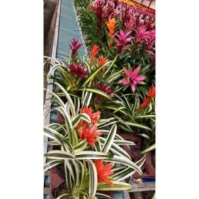 GUZMANIA  M13  VARIEGADA MIX