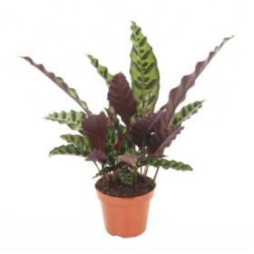 CALATHEA  M12  LANCIFOLIA