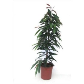 FICUS AMSTEL KING  M27-140cm.