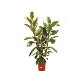 FICUS TINEKE  M25-150cm 3 cañas