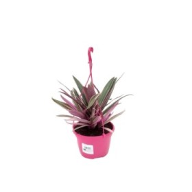 TRADESCANTIA  T15 PINK