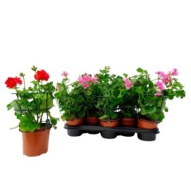 PELARGONIUM PELTATUM HIEDRA M13