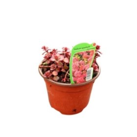 SEDUM SPURIUM COCCINEUM 11