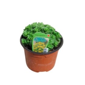 SEDUM SPURIUM YELLOW 11