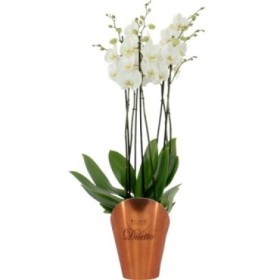 PHALAENOPSIS 4 vares DUETTO M17- 70cm. BLANC