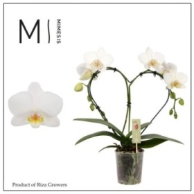 PHALAENOPSIS  M 9 COR BLANC