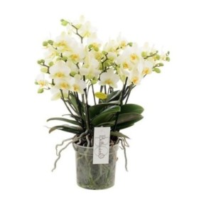 PHALAENOPSIS  M15  BELLISIMO BLANC