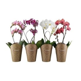 PHALAENOPSIS 2 vares M17-60cm. DUETTO DOBLE ARC