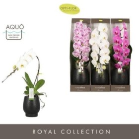 PHALAENOPSIS M12 FORMIDABLO NIAGARA FALLS CERAMIC