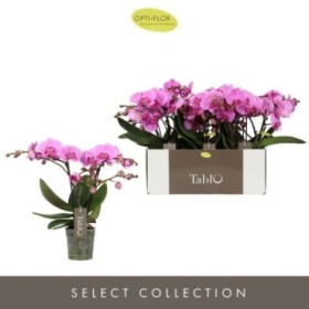 PHALAENOPSIS M12 H40 TABLO ROSA 2 VARES