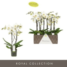 PHALAENOPSIS  M12 2 VARES 50cm Maistro Beethoven