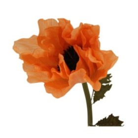 FLOR PAPAVER NARANJA 77x20x5cm