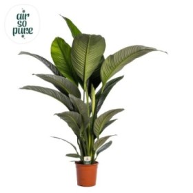 SPATHIPHYLLUM  M24- 150cm. Sensation  sin flor