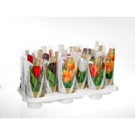 TULIPANES M10  MIX