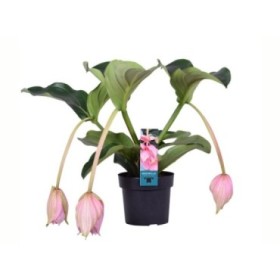 MEDINILLA MAGNIFICA  M17 3-flors