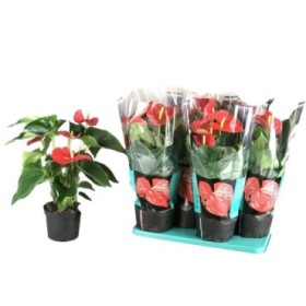 ANTHURIUM  M17 MINNESOTA flor gran