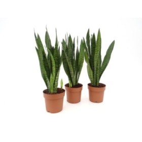 SANSEVIERIA M17- 50cm. ZEYLANICA