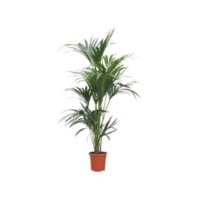 KENTIA  M20-160cm. Sr.