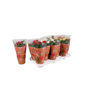 ROSER   MINI  M11 Favorite roses