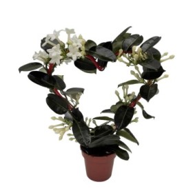 STEPHANOTIS  M12 COR