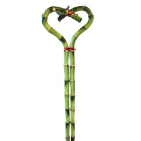 BAMBU  2 cañas CORAZON  60cm. (PRECIO UNIDAD)