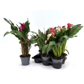 ZANTEDESCHIA  M14 calla colors Sr.