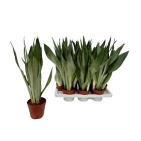 SANSEVIERIA M14- 50cm. MOONSHINE