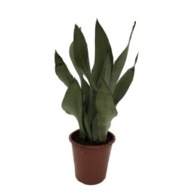 SANSEVIERIA M17- 60cm. MONSHINE