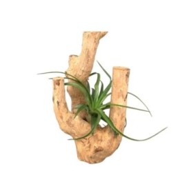 TRONC DECORATIU H25 amb Tillandsia