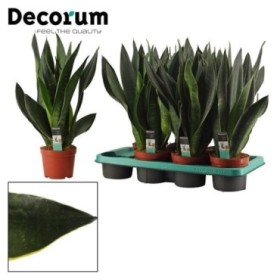 SANSEVIERIA M14- 40cm. BLACK DIAMOND