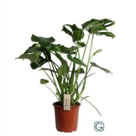 MONSTERA DELICIOSA  M22-100cm.