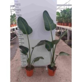 STRELITZIA AUGUSTA  M20-130cm. 2 plantes