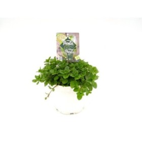 MENTHA SPICATA M19 - MOJITO