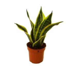 SANSEVIERIA M12- 35cm. FUTURA