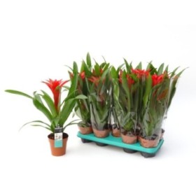 GUZMANIA  M13  OSTARA