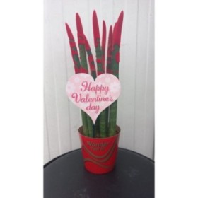 SANSIVIERIA CILINDRICA M10 TIGER VALENTINE