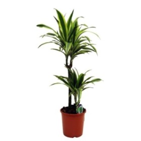 DRACAENA DEREMENSIS LEMON LIME 60.30 M20-80cm