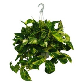 POTHOS  M25 COLGAR