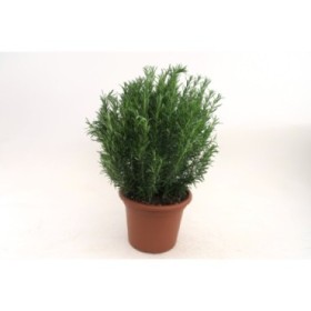 ROSMARINUS OFFICINALIS 10L